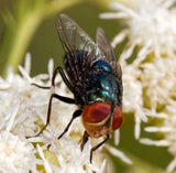 Flies