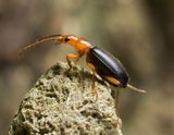 Other insects